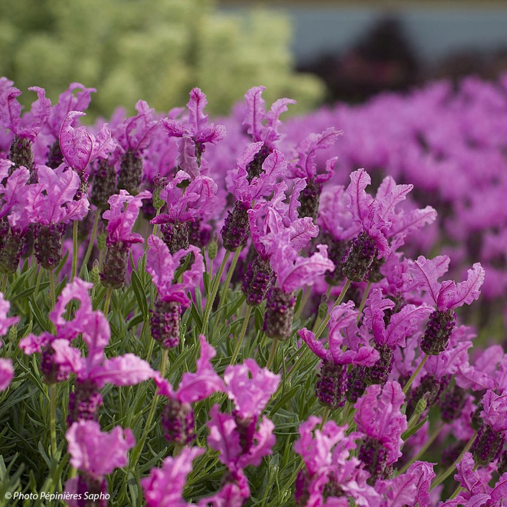 Lavanda stoechas The Princess - Cantueso
