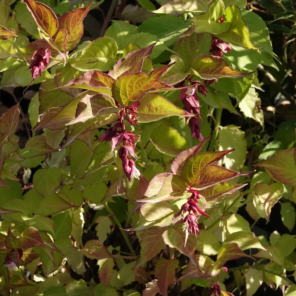 Leycesteria formosa Little Lanterns - Madreselva del Himalaya