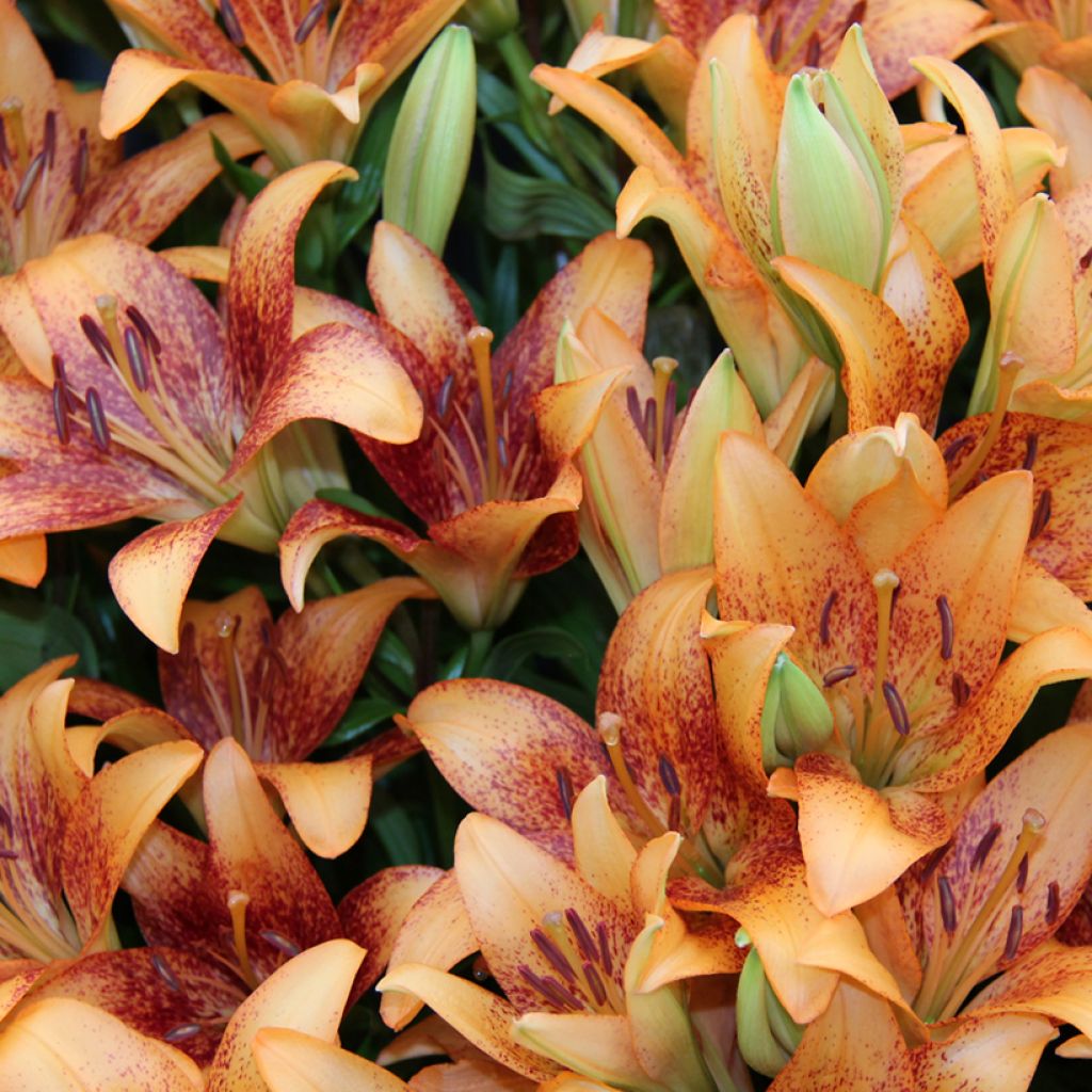 Lirio Longwood