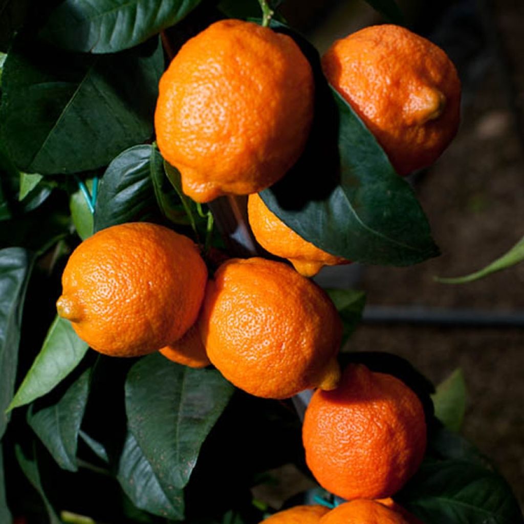 Limero Red Lime - Citrus aurantiifolia