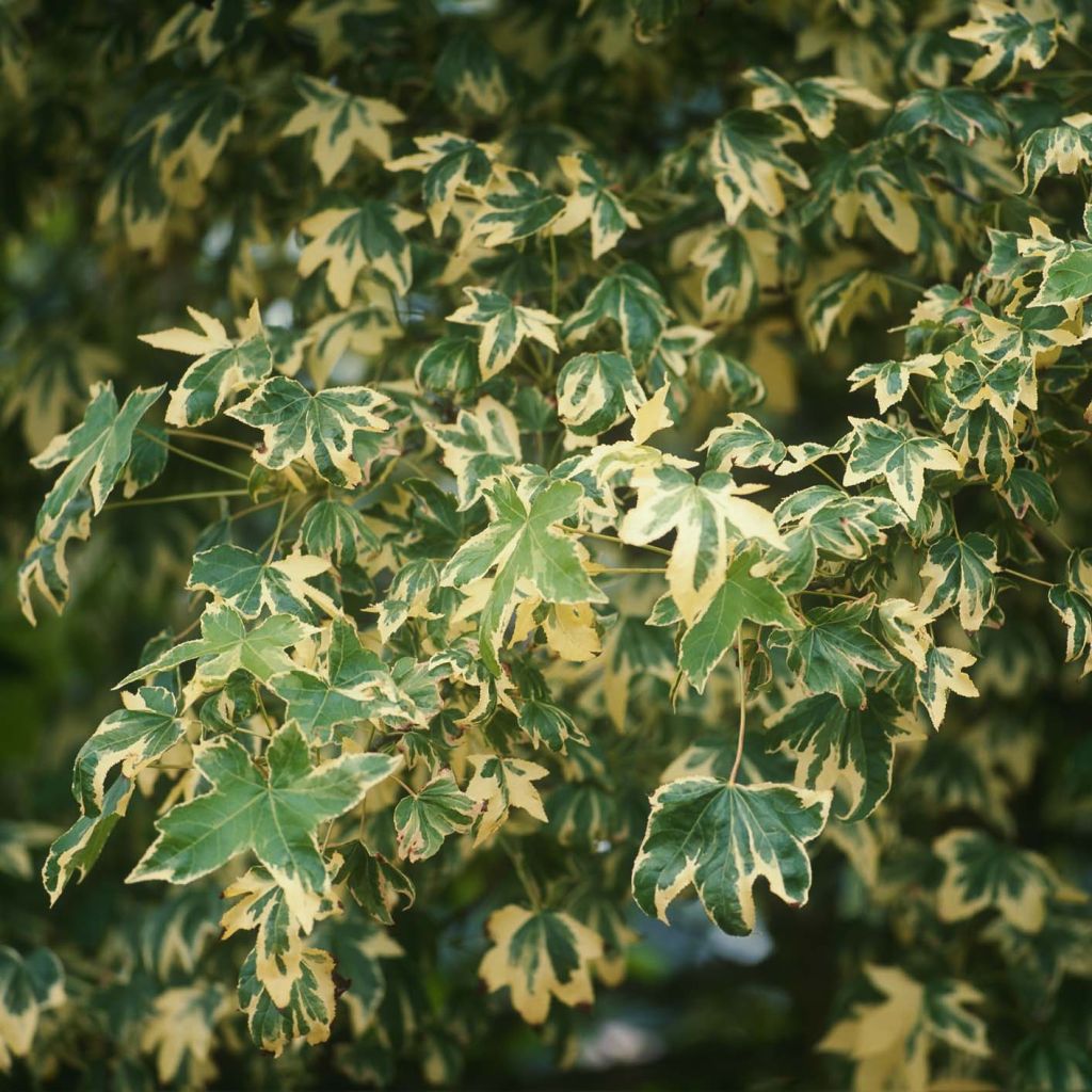 Liquidambar styraciflua Albomarginata Manon
