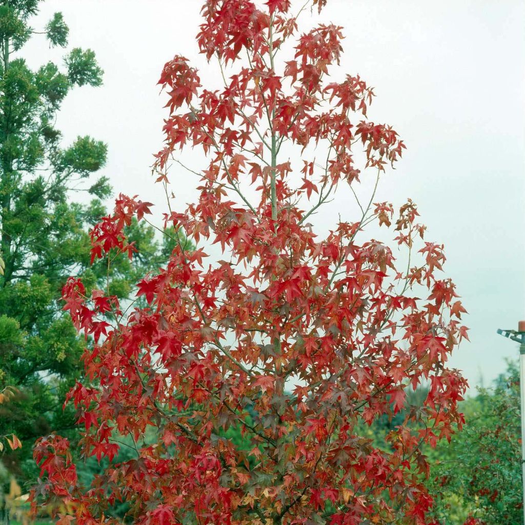 Liquidambar styraciflua Albomarginata Manon