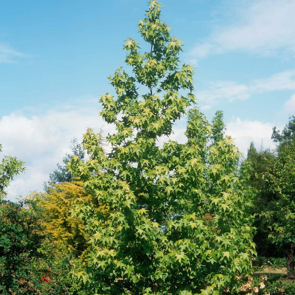 Liquidambar styraciflua Thea