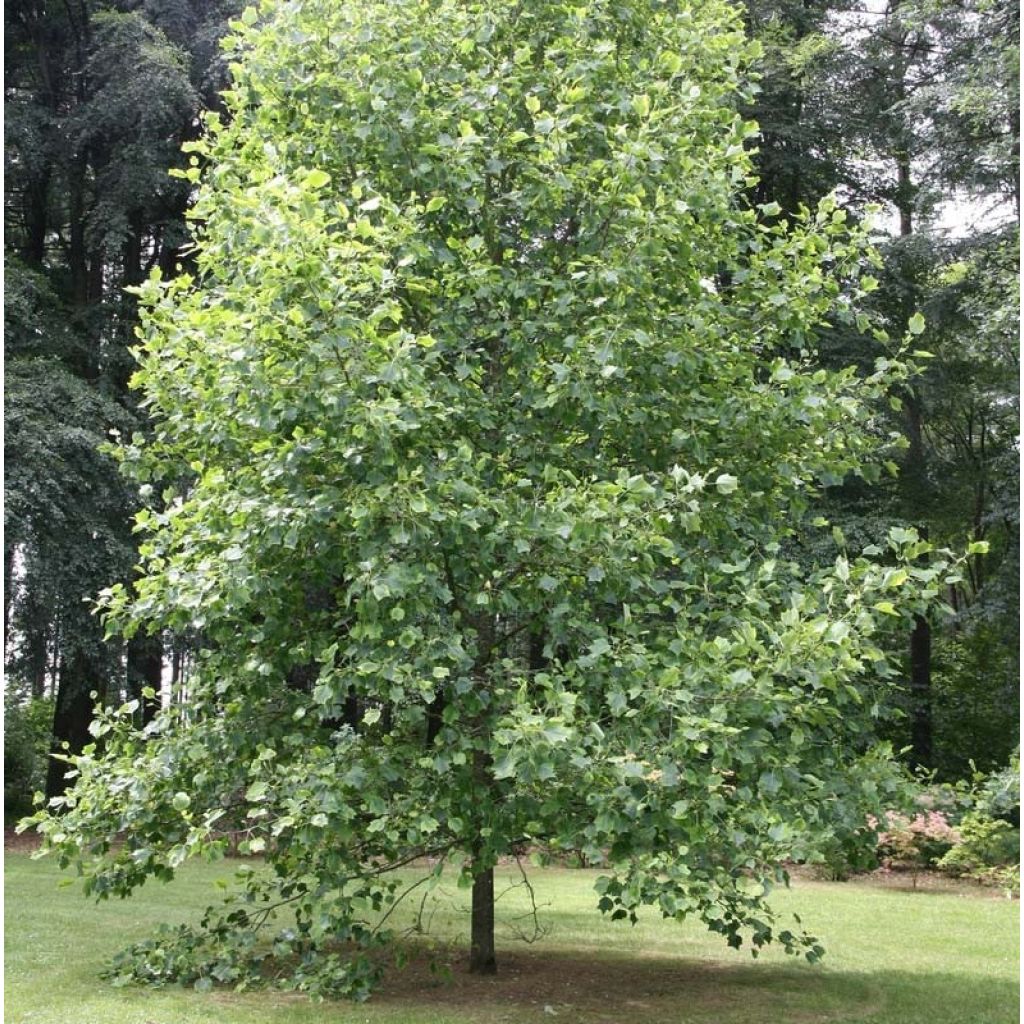 Arbol de las tulipas Aureomarginatum - Liriodendron tulipifera