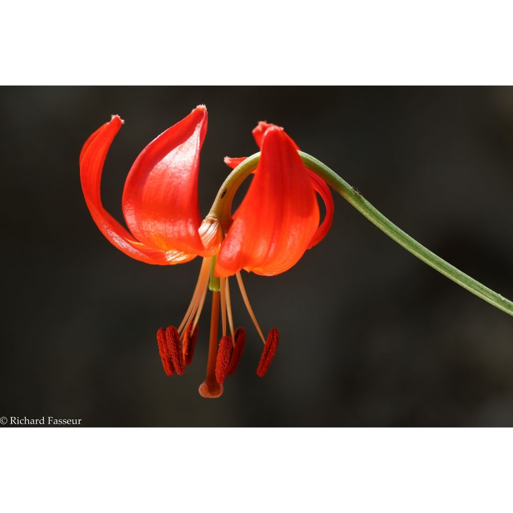 Lilium pumilum - Azucena
