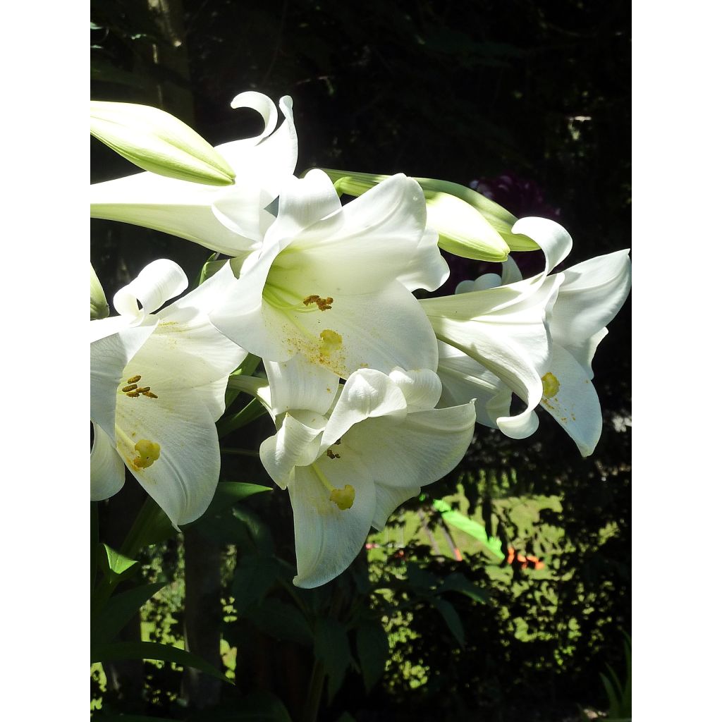 Lilium longiflorum Snow Queen - Lirio de Pascua