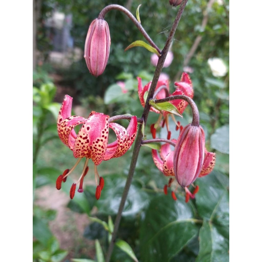 Martagón Manitoba Morning - Lilium martagon