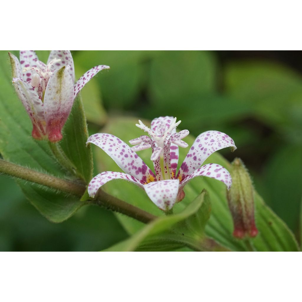 Tricyrtis hirta Miyazaki - Lirio sapo