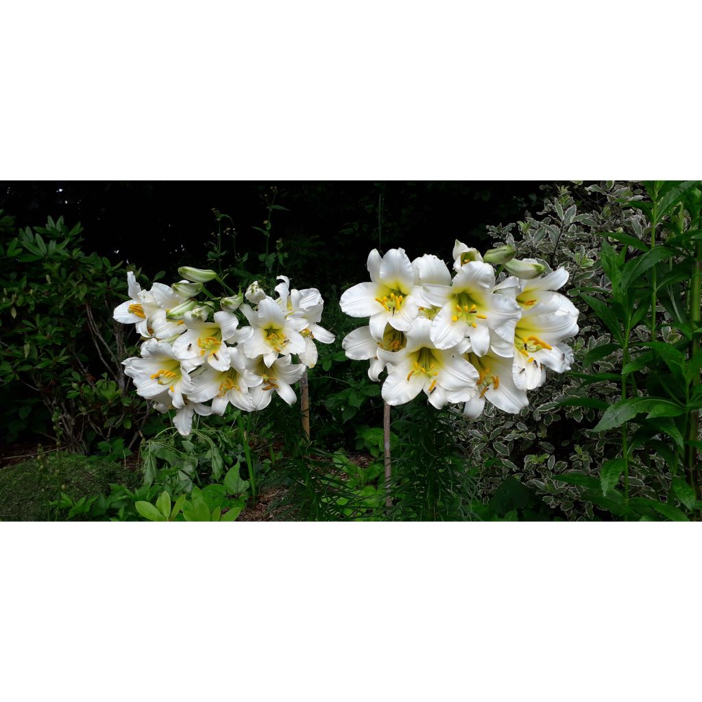 Lilium regale - Azucena