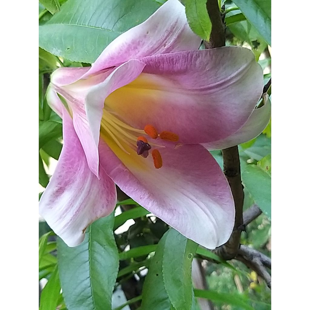 Lirio Pink Perfection
