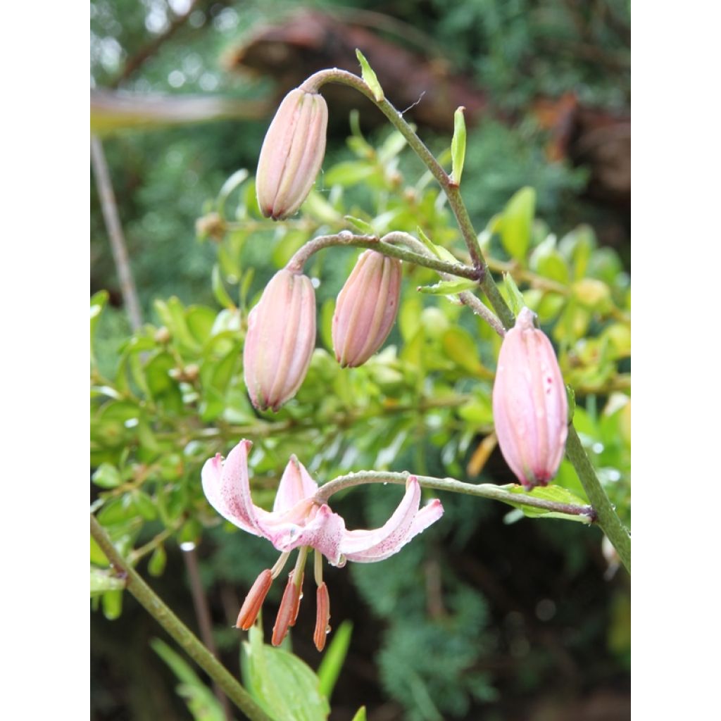 Martagón Pink Morning - Lilium martagon
