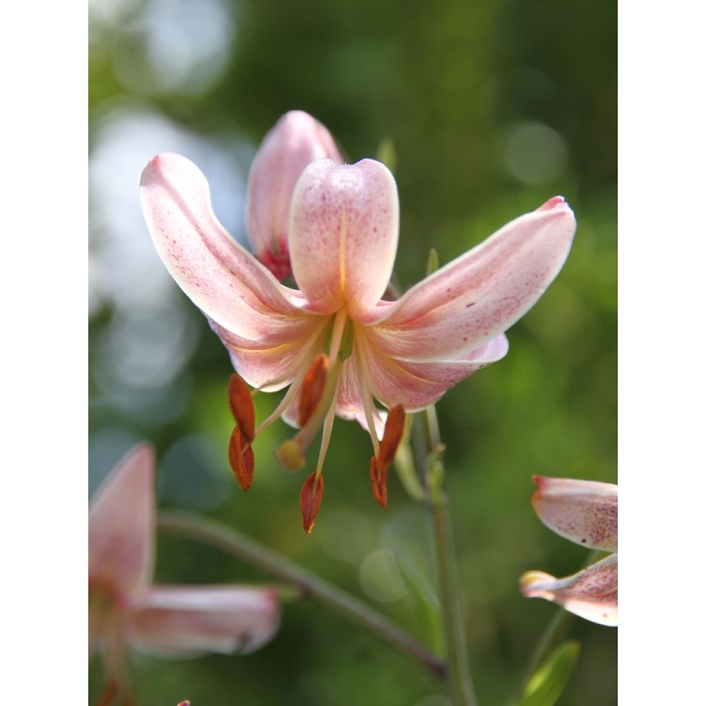 Martagón Pink Morning - Lilium martagon