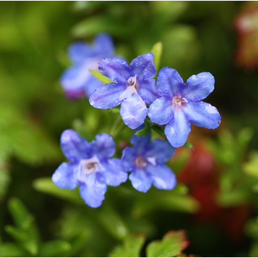 Carrasquilla azul - Lithodora diffusa Heavenly Blue