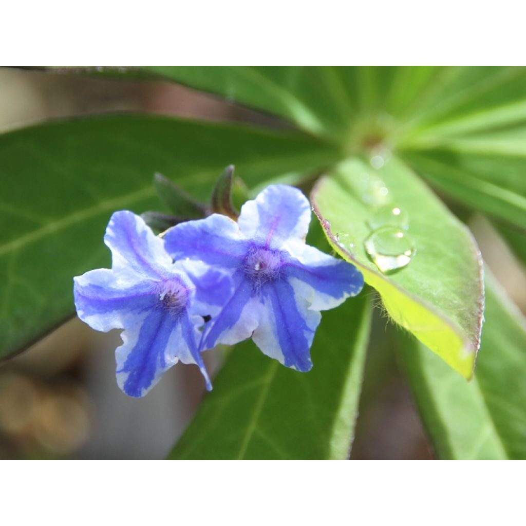 Carrasquilla azul - Lithodora diffusa Star