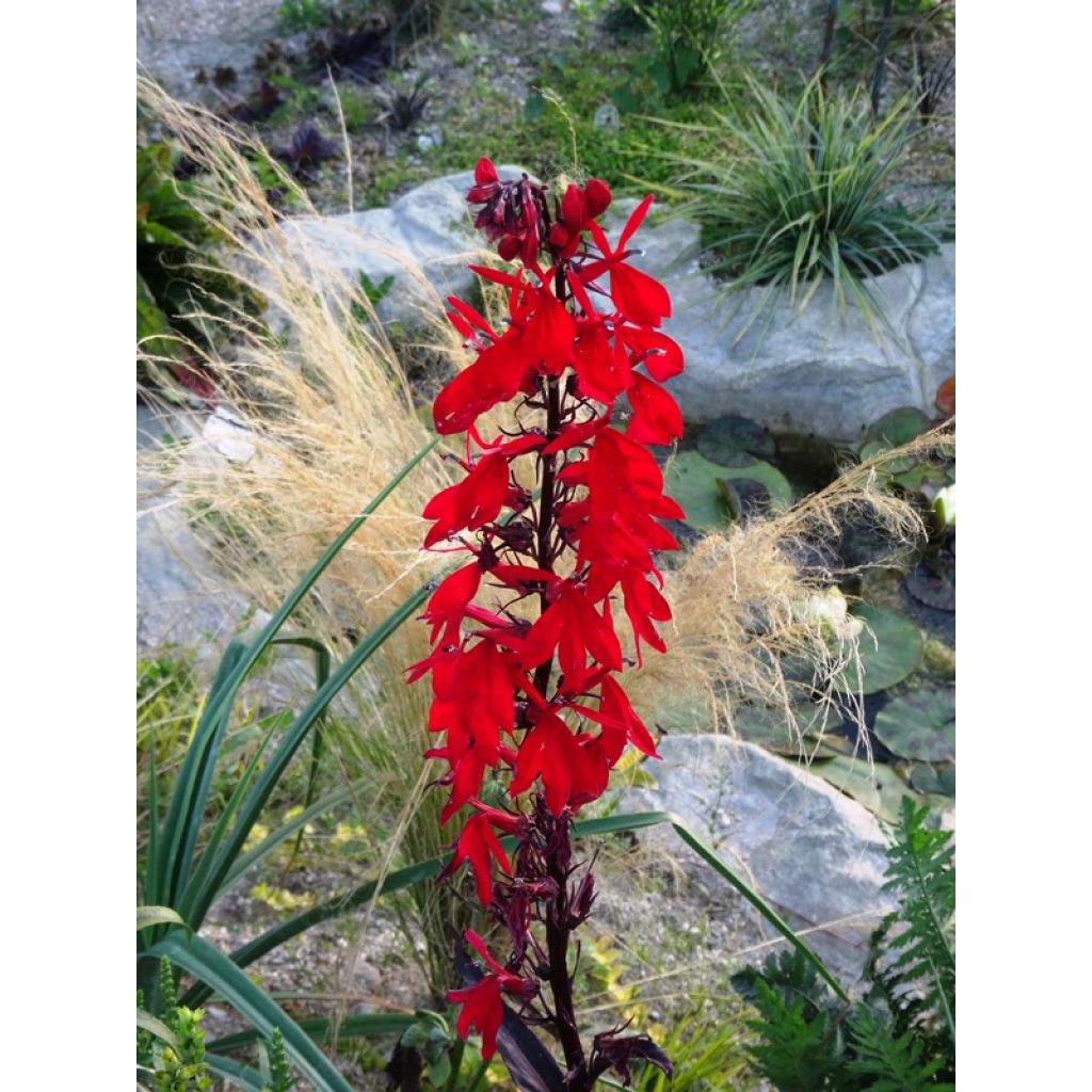 Lobelia Queen Victoria