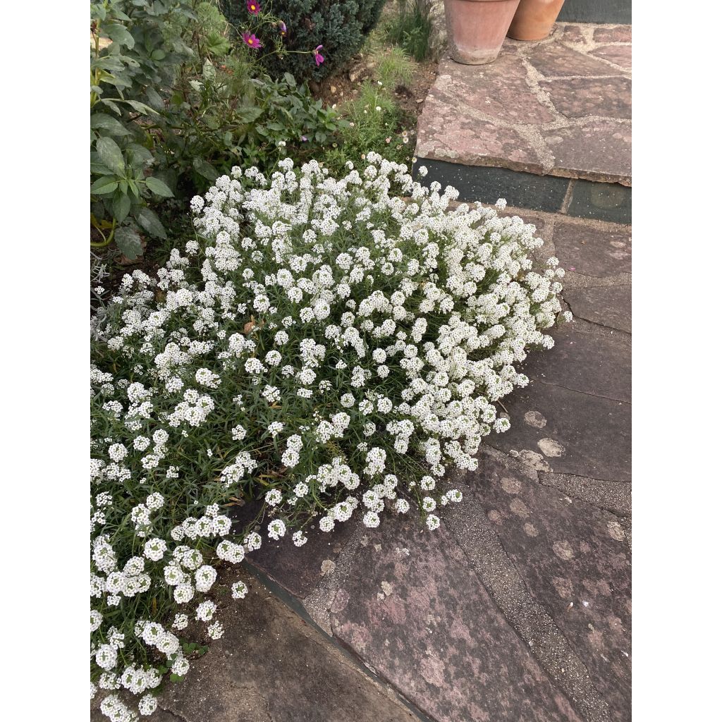 Aliso marítimo Snow Princess - Lobularia maritima