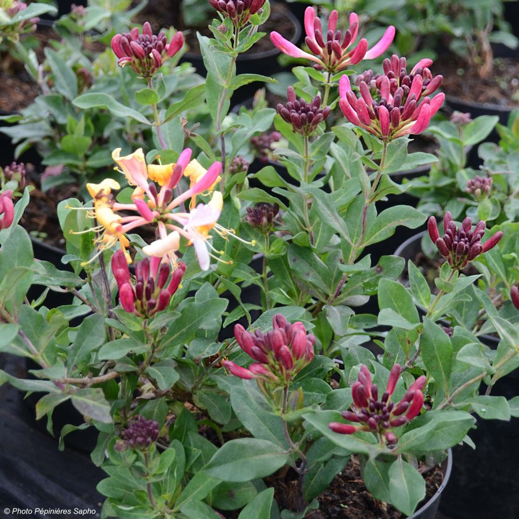 Madreselva de los bosques - Lonicera periclymenum Chic et Choc
