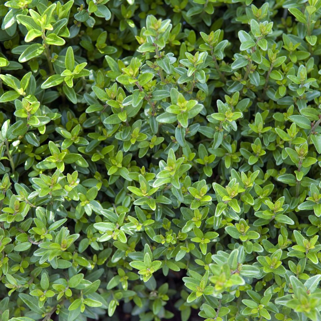 Madreselva de hoja - Lonicera nitida Tidy Tips