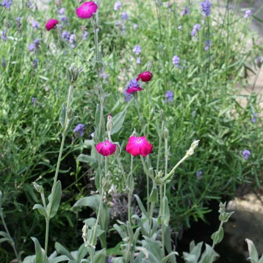 Clavel lanudo - Lychnis coronaria