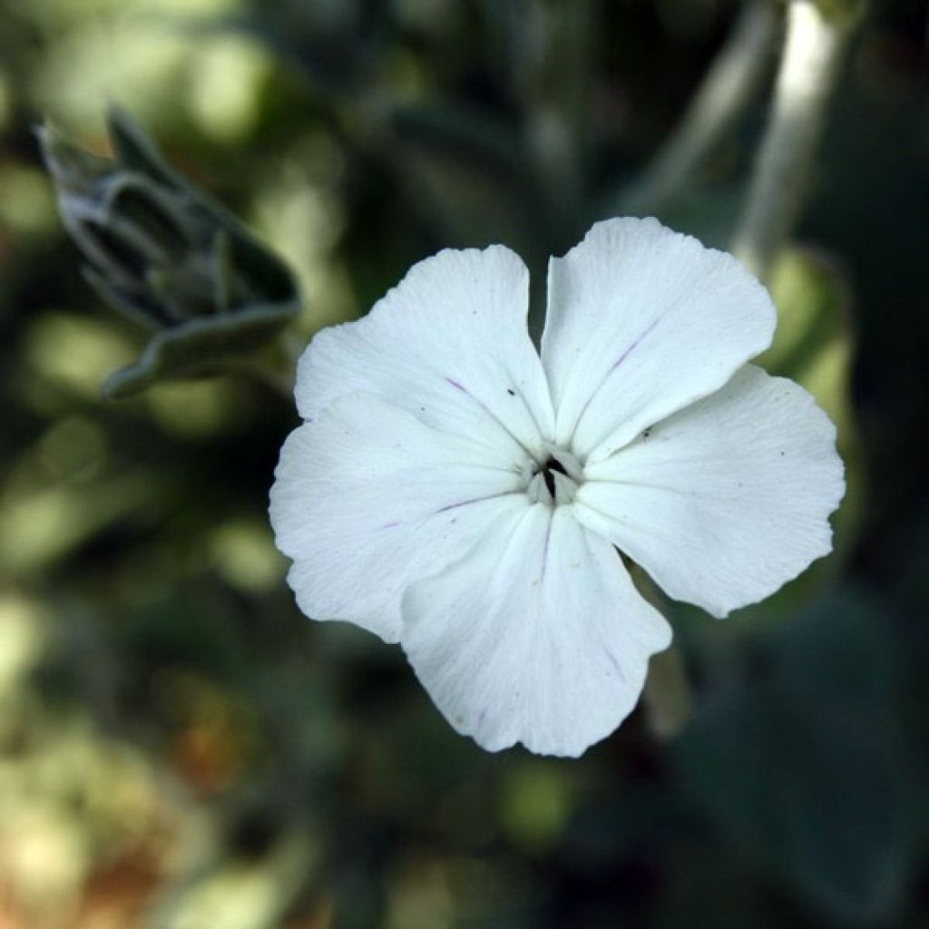Lychnis coronaria Alba - Clavel lanudo