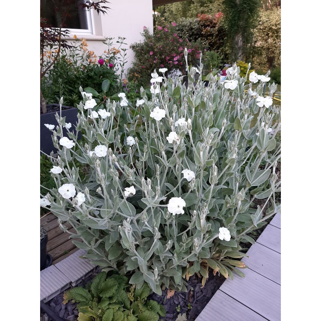Lychnis coronaria Alba - Clavel lanudo