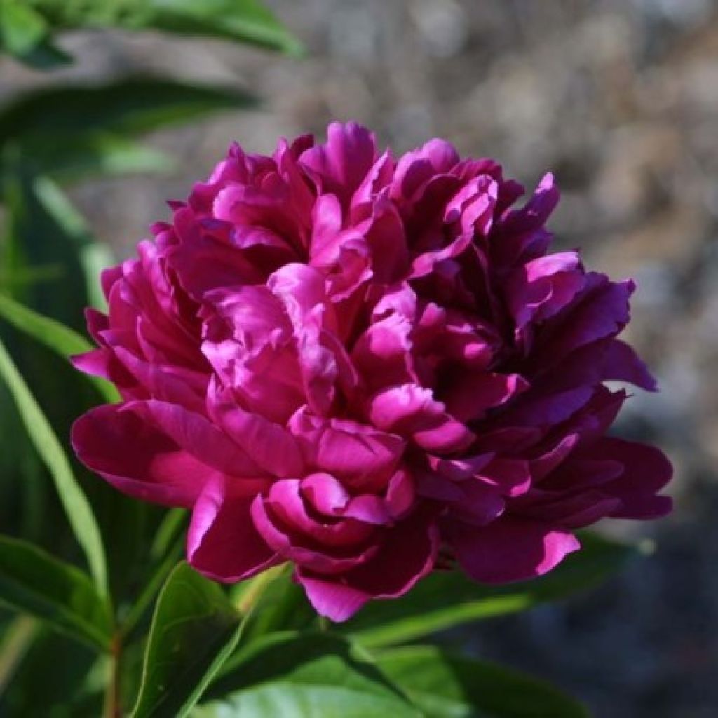 Peonia lactiflora Françoise Ortegat