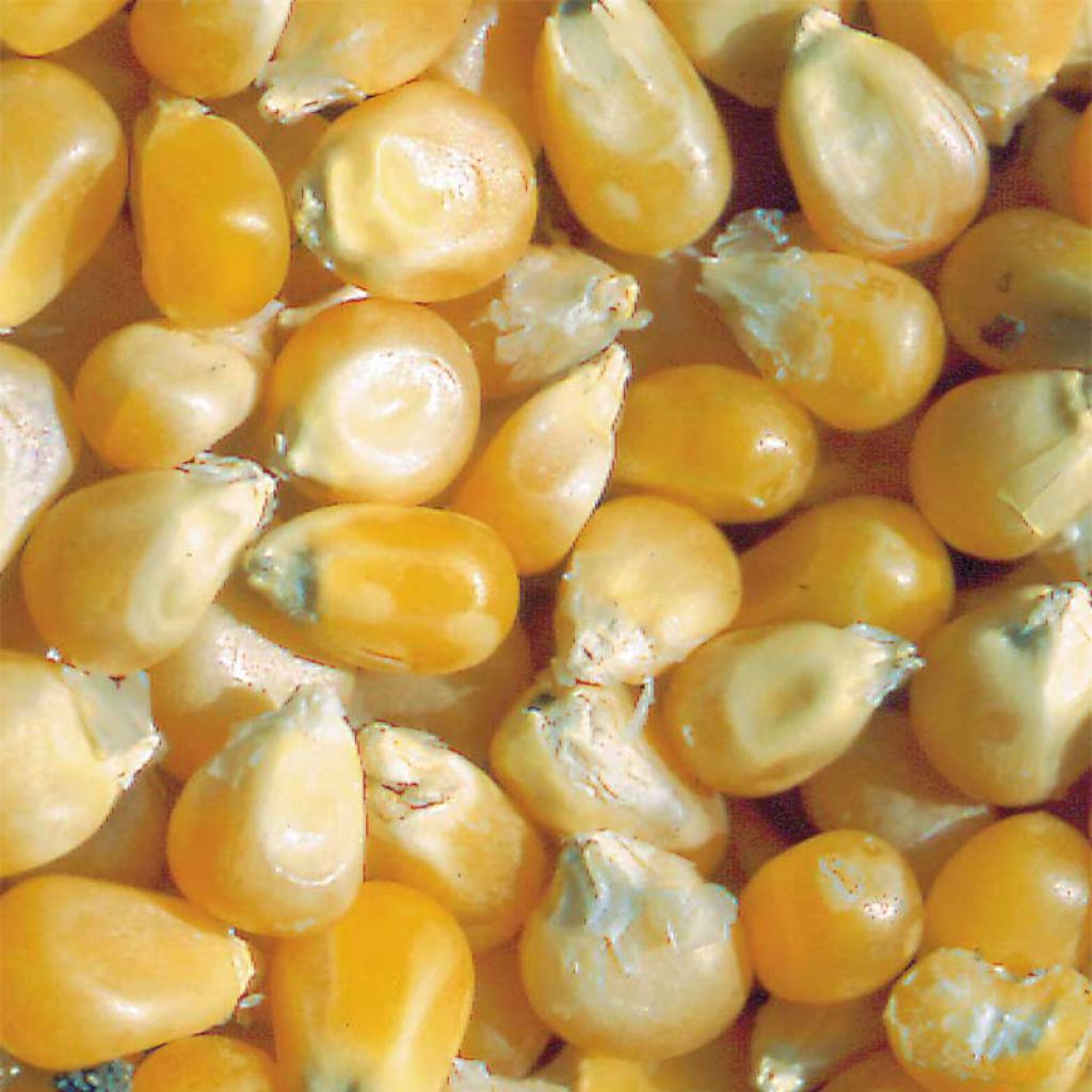 Maíz dulce Pop-corn Tom Pouce