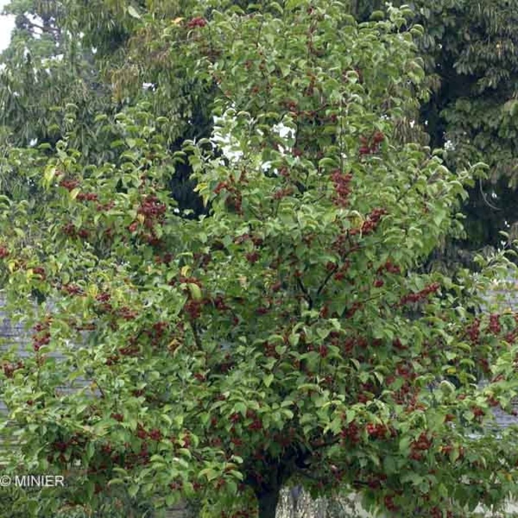 Manzano de flor Evereste