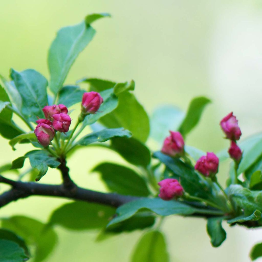 Malus toringo - Manzano de flor