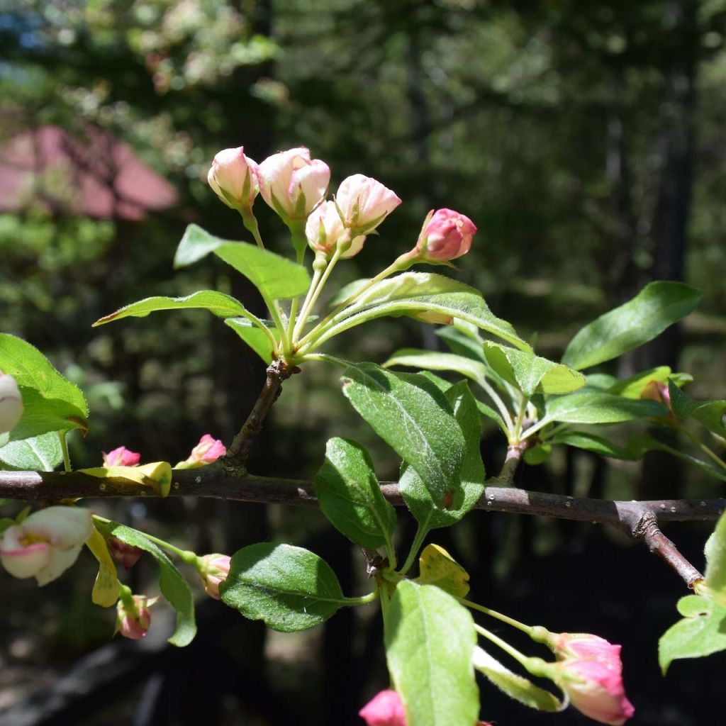 Malus toringo - Manzano de flor