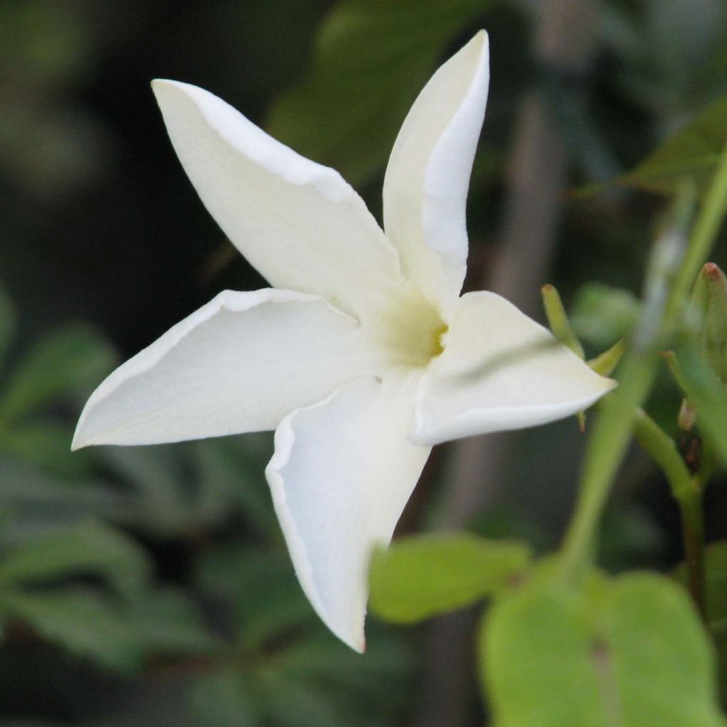 Mandevilla laxa - Dipladenia
