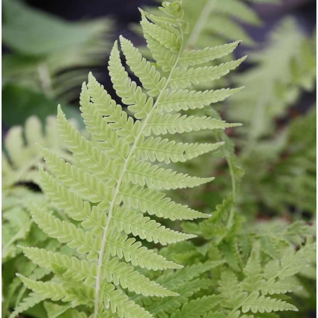 Matteuccia struthiopteris var. pensylvanica - Helecho avestruz