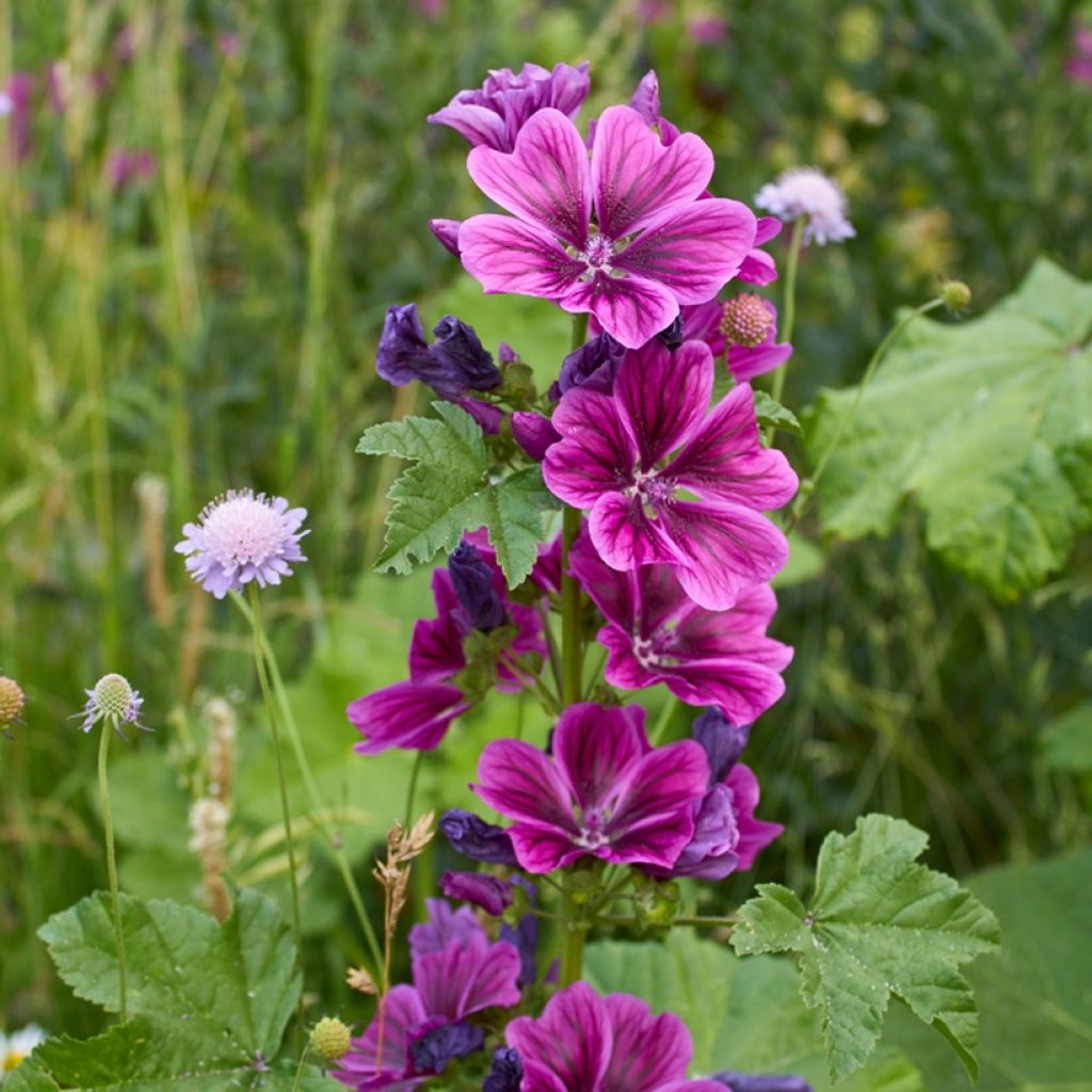 Malva común var Mauritiana Bio -  Malva sylvestris