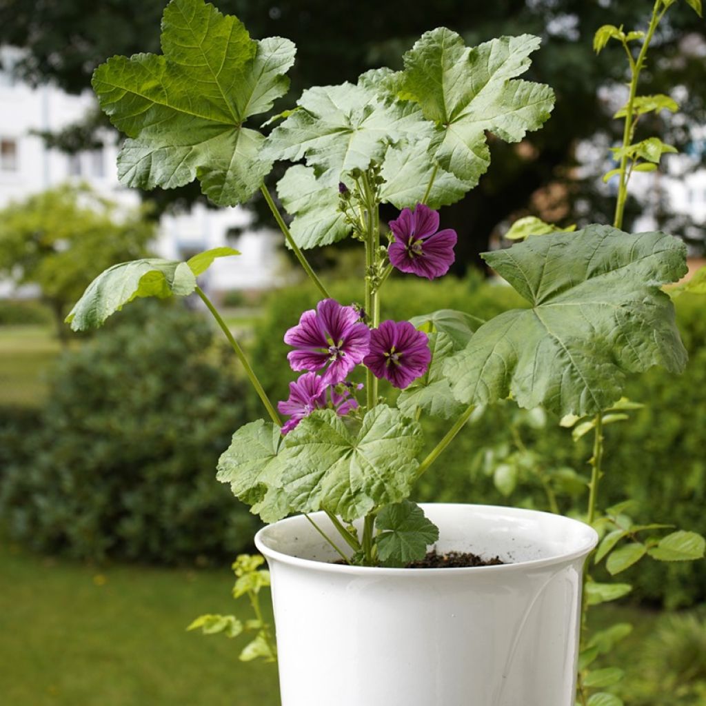 Malva común var Mauritiana Bio -  Malva sylvestris