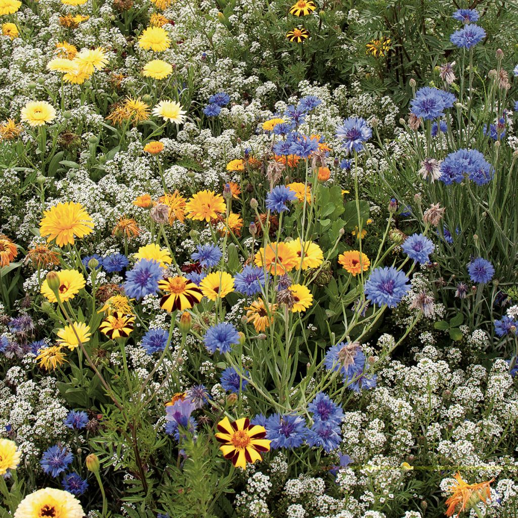 Mezcla de flores para cuidar a los insectos auxiliares