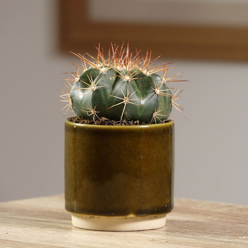 Cactus - Melocactus azureus
