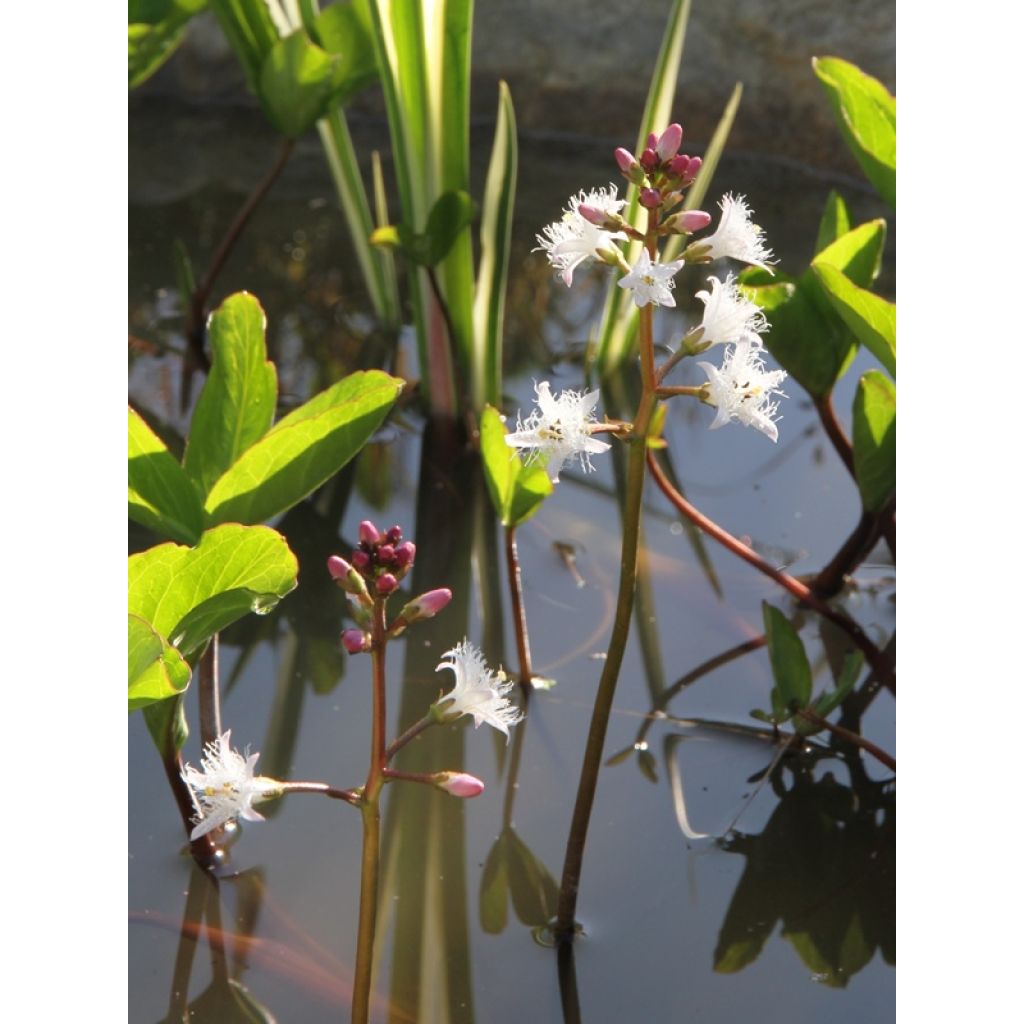 Menyanthes trifoliata - Trebol de agua