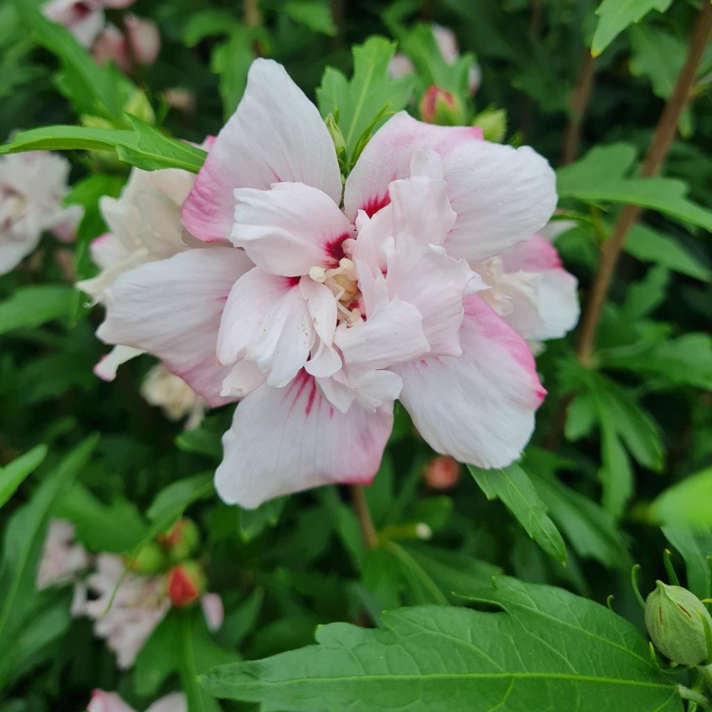 Hibiscus syriacus Leopoldii - Altea