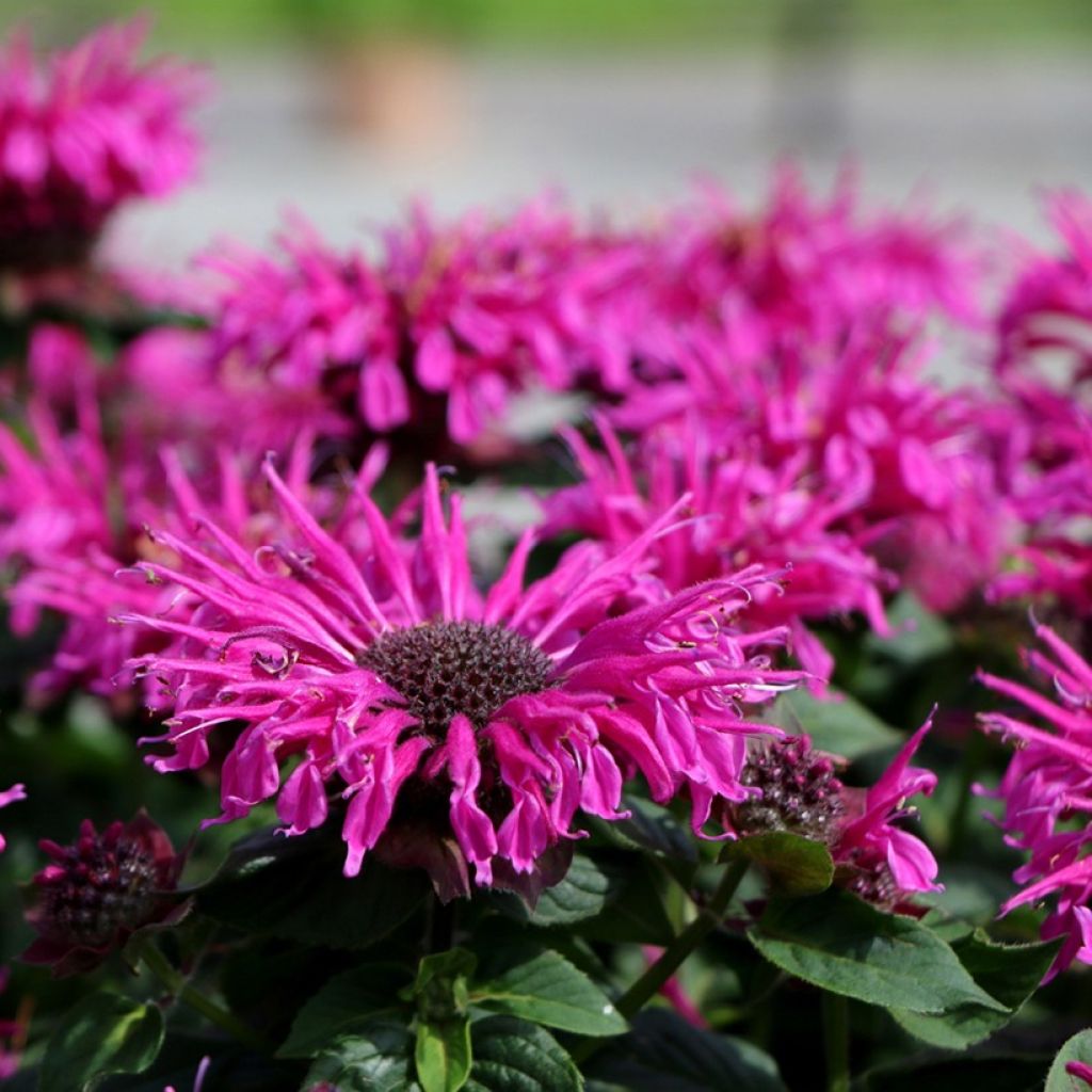 Monarda Bee-True - Bergamota silvestre