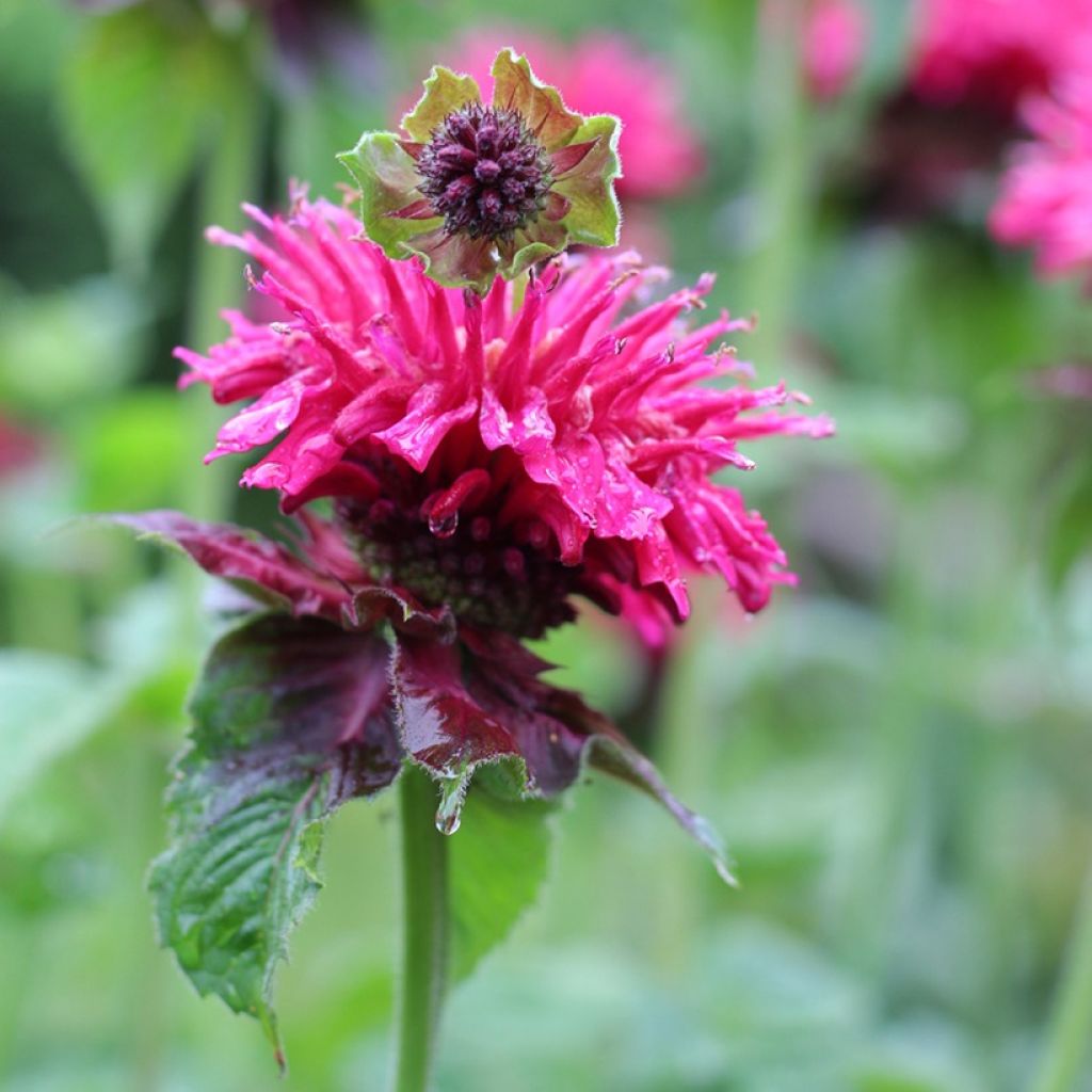 Monarda Bee-True - Bergamota silvestre