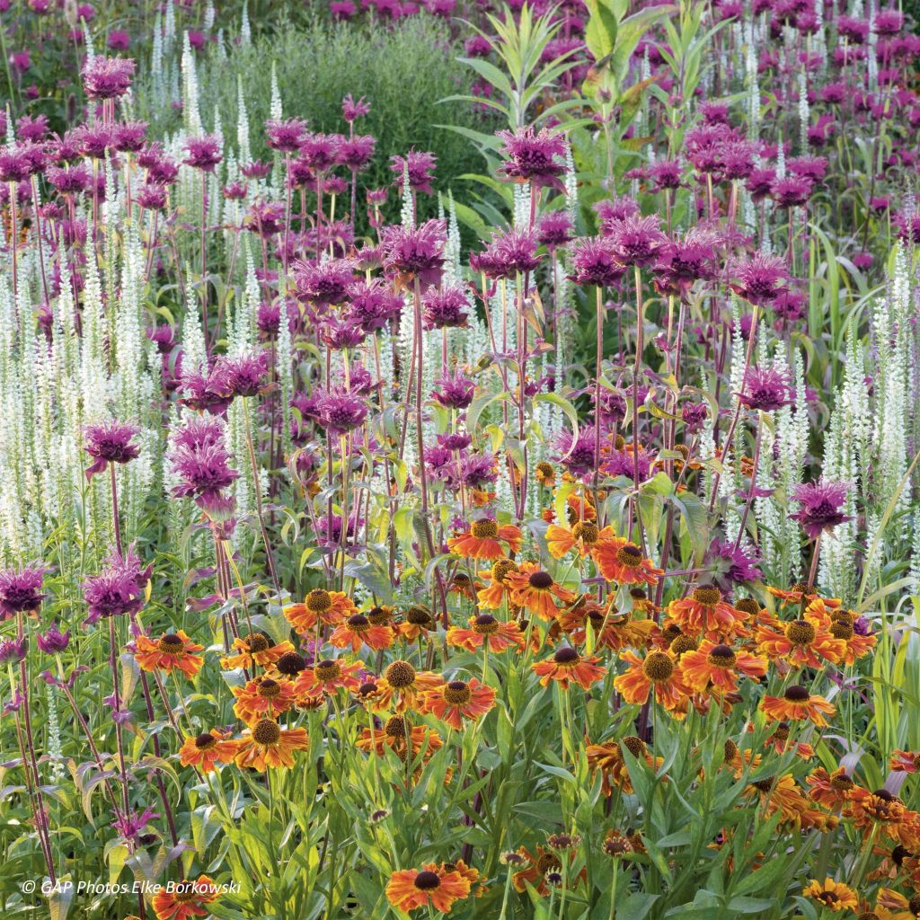 Monarda Scorpion - Bergamota silvestre