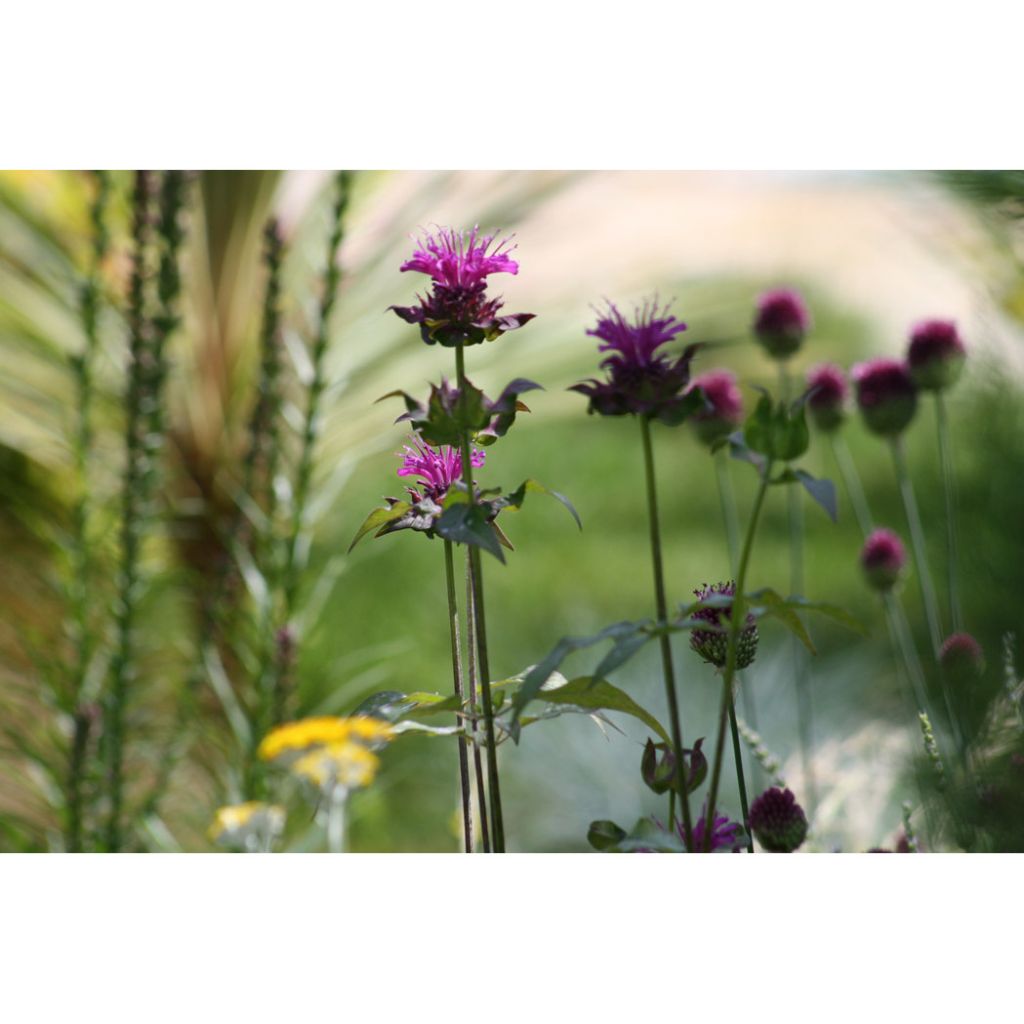 Monarda Scorpion - Bergamota silvestre