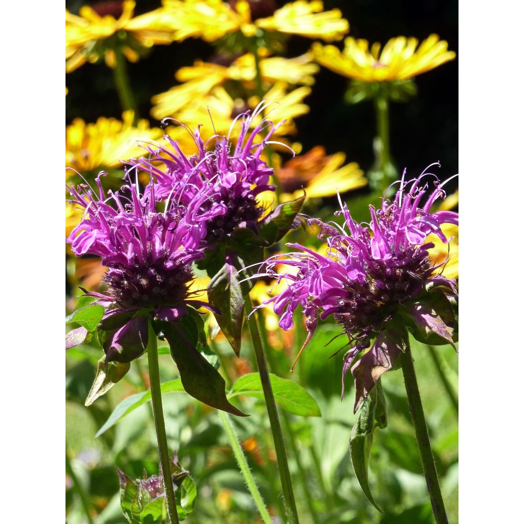 Monarda Scorpion - Bergamota silvestre