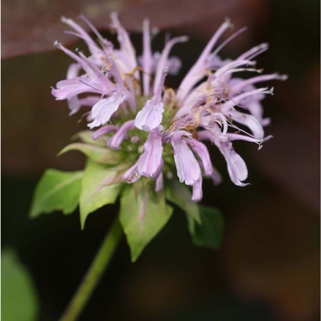 Bergamota silvestre Beauty of Cobham