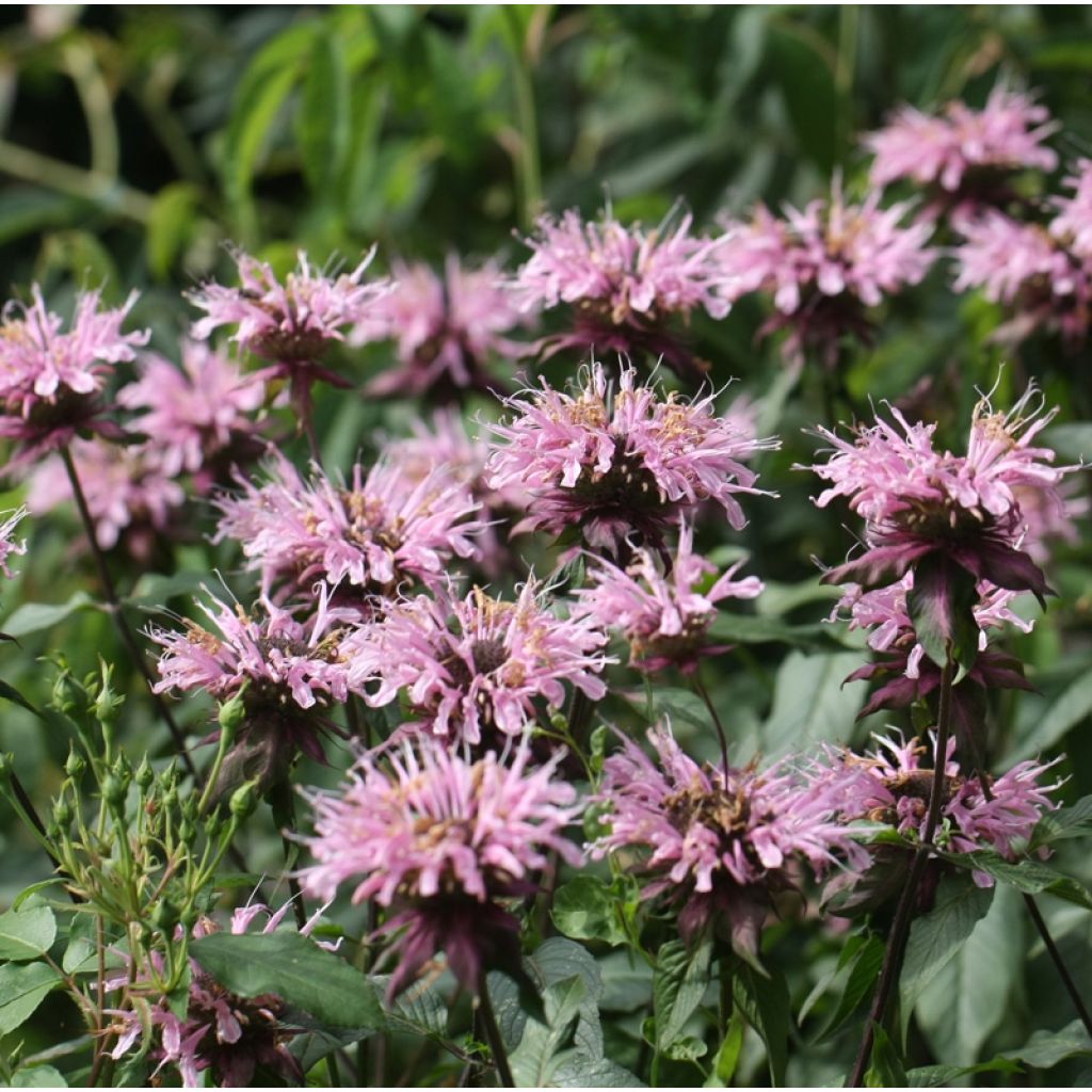 Bergamota silvestre Beauty of Cobham