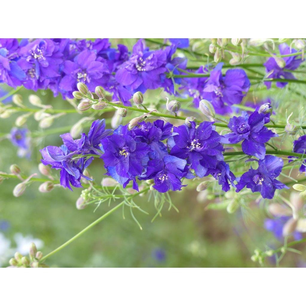 Espuela de caballero - Delphinium consolida DelQIS White Blue Edge