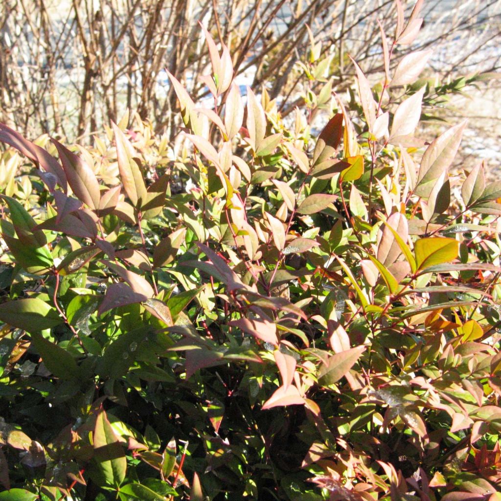 Nandina domestica Gulf Stream