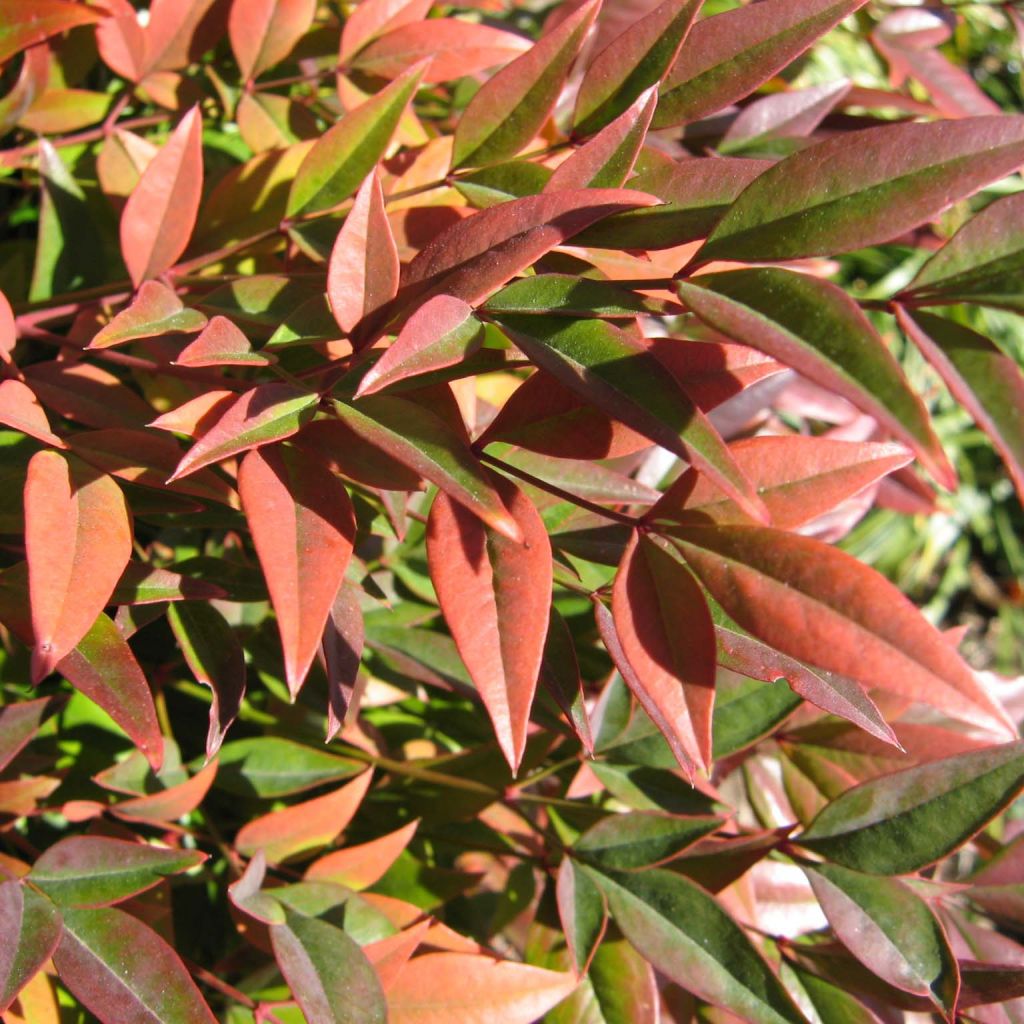 Nandina domestica Gulf Stream