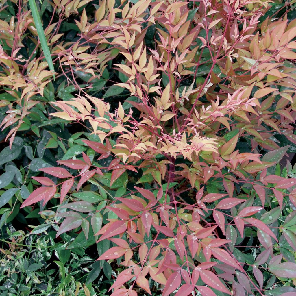 Nandina domestica Gulf Stream