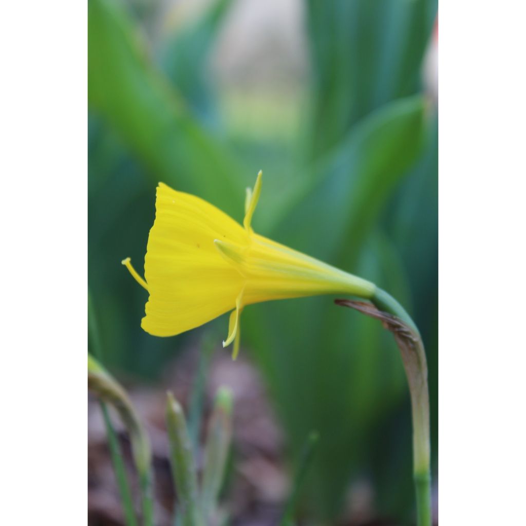 Narciso bulbocodium Golden Bells - Narciso de olor